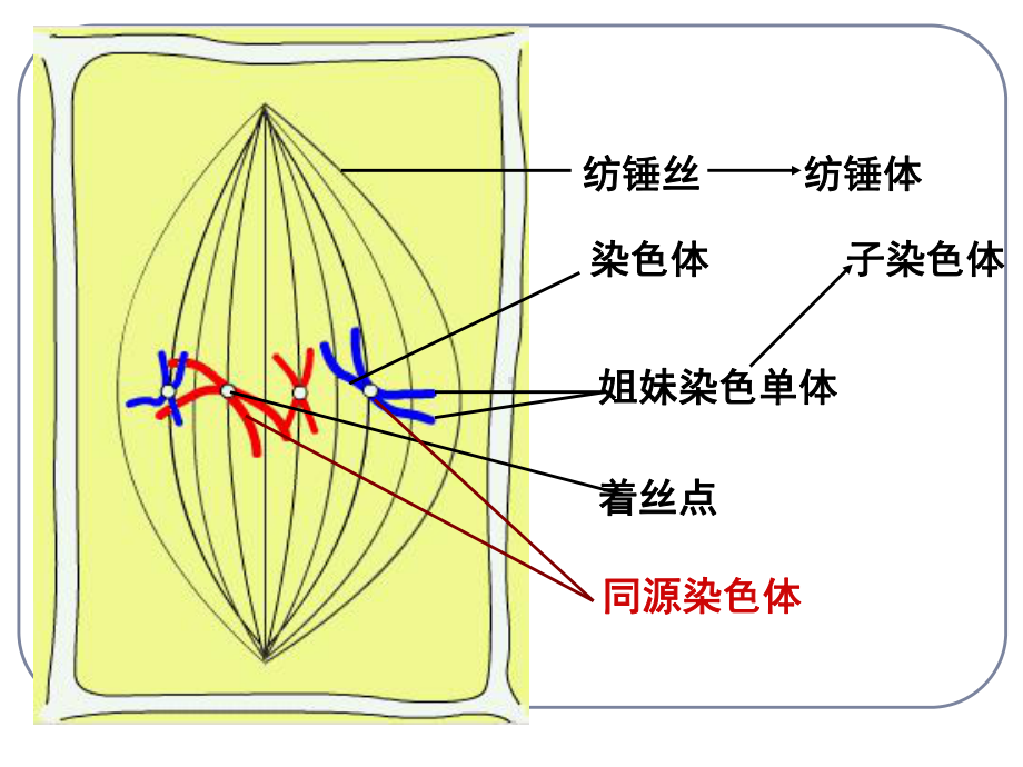 必修2第2章第1节减数分裂和受精作用课件.ppt_第3页