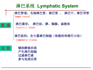 人体淋巴系统课件-2.ppt