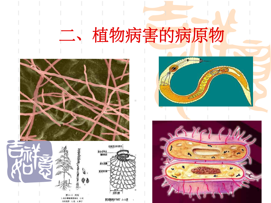 植物病害的病原物课件.ppt_第1页