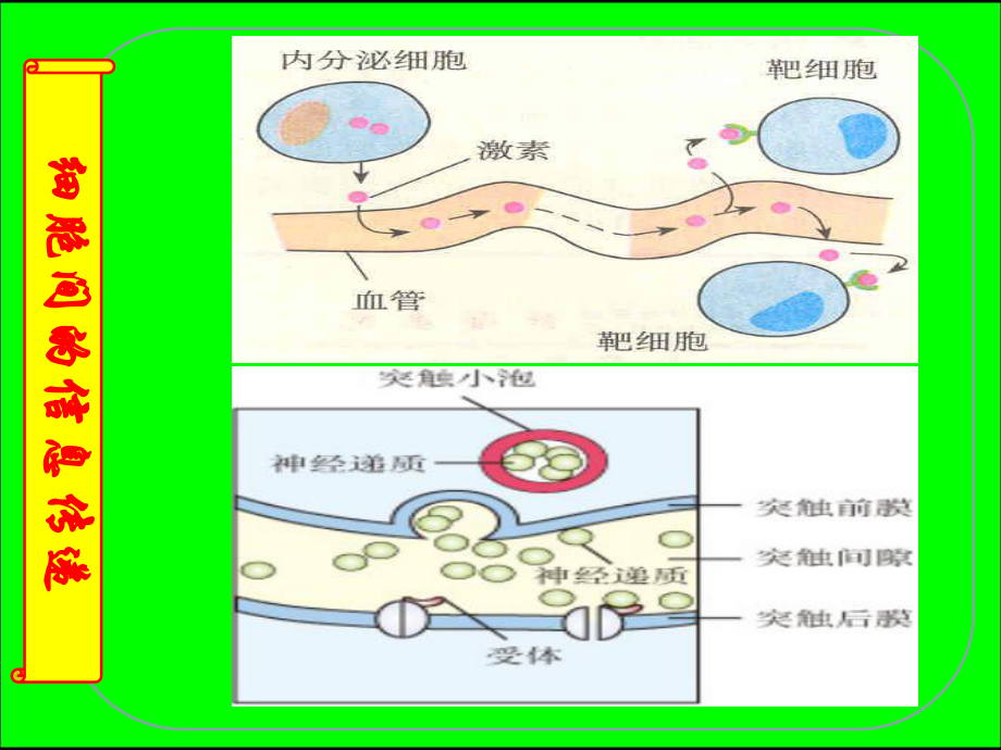 生态系统信息传递课件.ppt_第3页