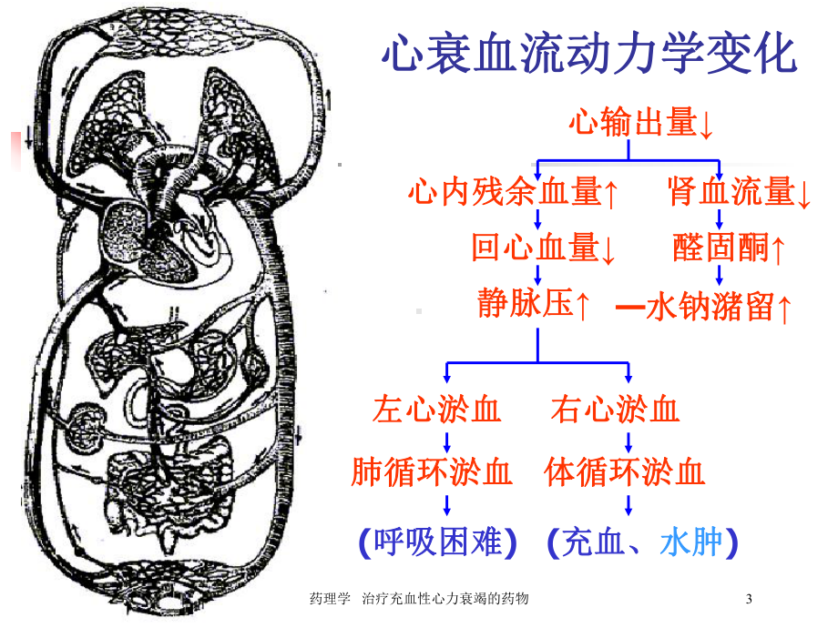 药理学--治疗充血性心力衰竭的药物培训课件.ppt_第3页