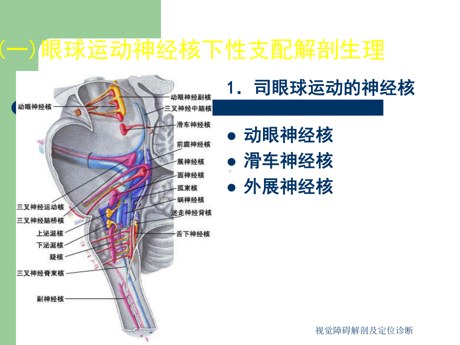 视觉障碍解剖及定位诊断课件.ppt_第2页