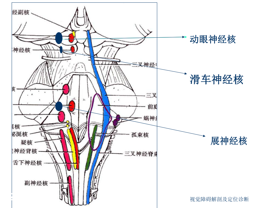 视觉障碍解剖及定位诊断课件.ppt_第3页