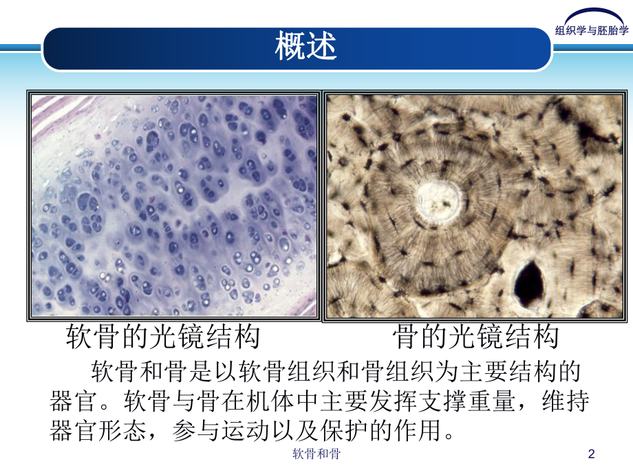 软骨和骨课件.ppt_第2页