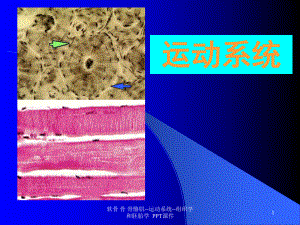 软骨-骨-骨骼肌运动系统组织学和胚胎学-课件.ppt