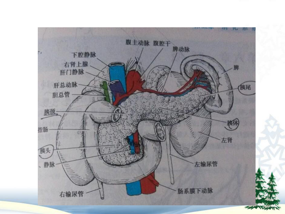 胰腺超声医学课件.ppt_第3页