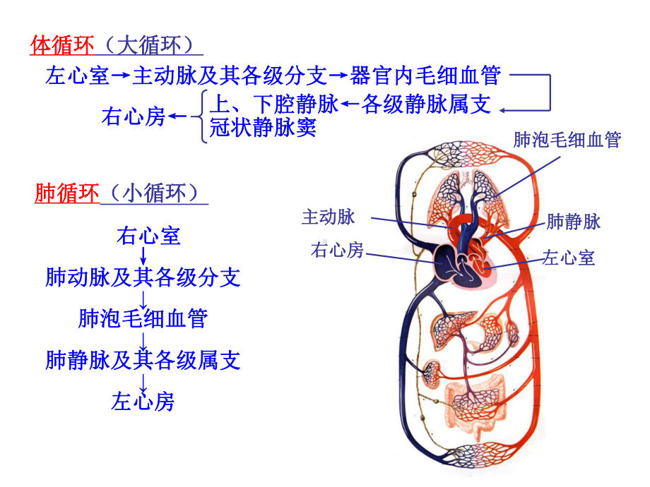 血液循环第一节概述第二节血管教学课件.ppt_第3页