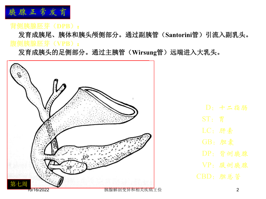 胰腺解剖变异和相关疾病培训课件.ppt_第2页