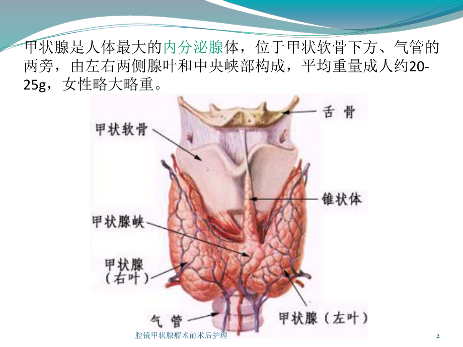 腔镜甲状腺瘤术前术后护理培训课件.ppt_第2页