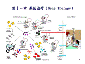 遗传学17基因治疗课件.ppt