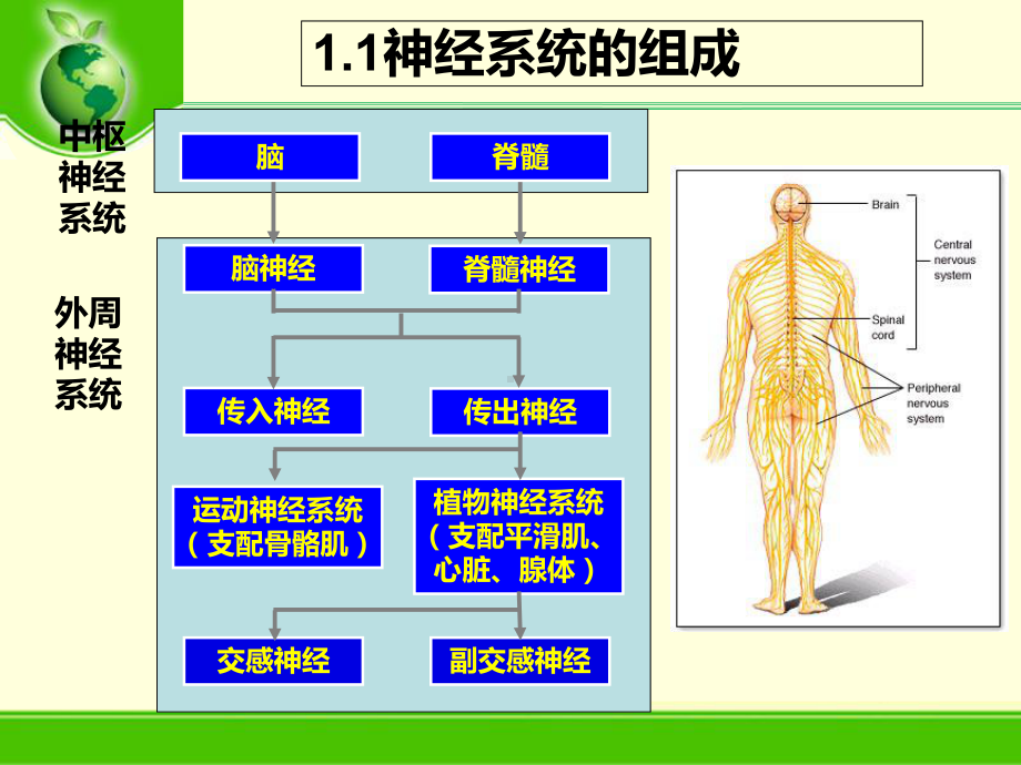 环境化合物的神经毒性及其评价方法课件.ppt_第3页