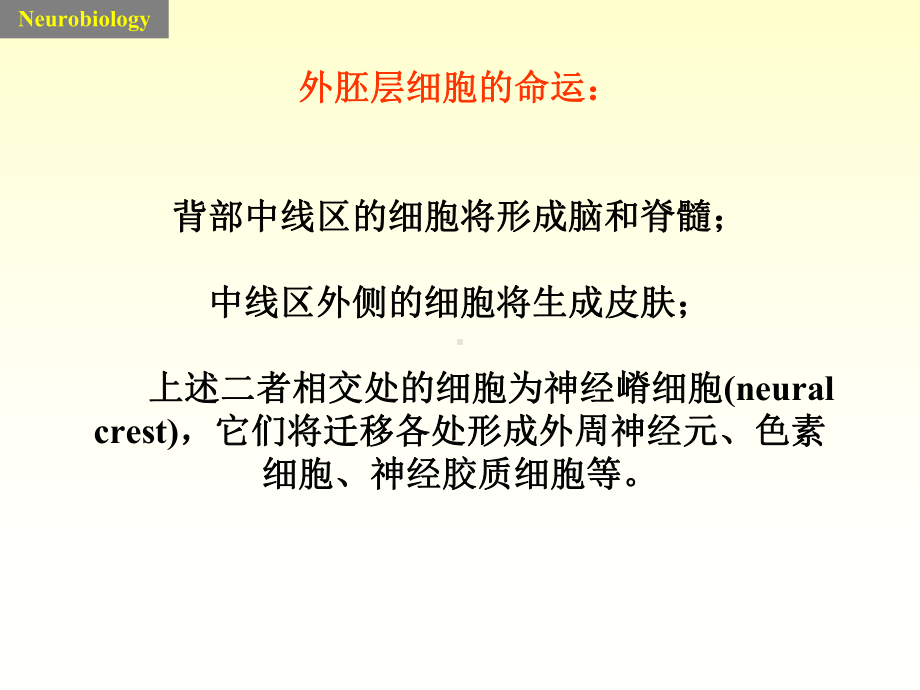 神经系统的发育课件.ppt_第3页