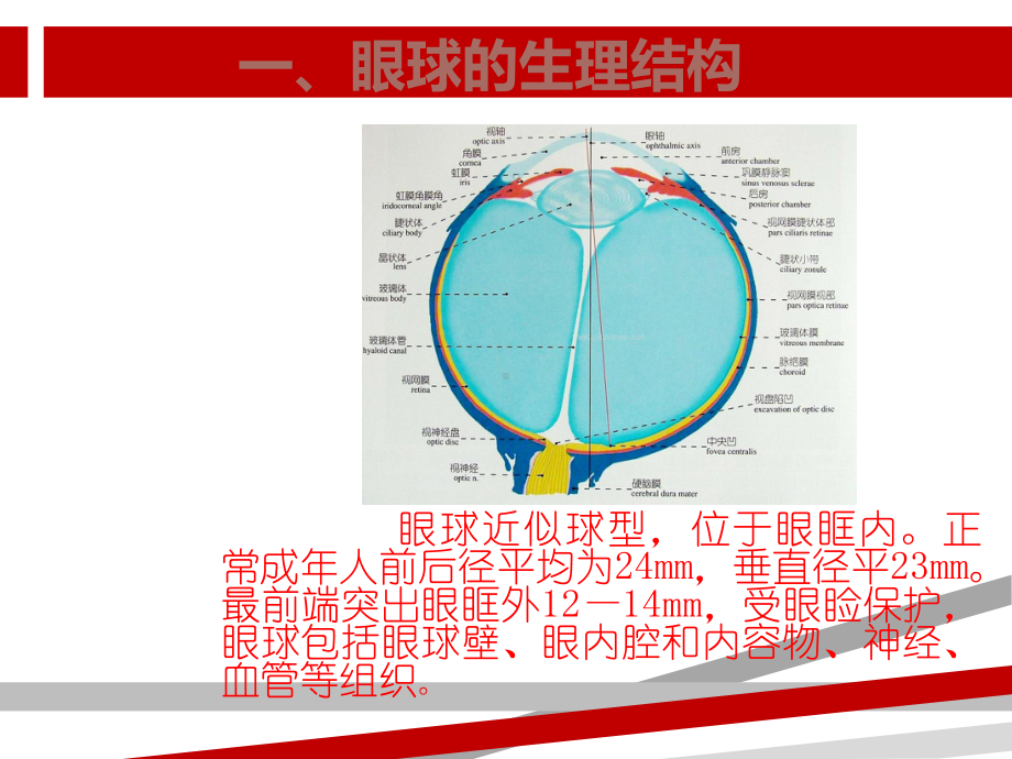 预防青少年近视知识讲座课件.ppt_第2页