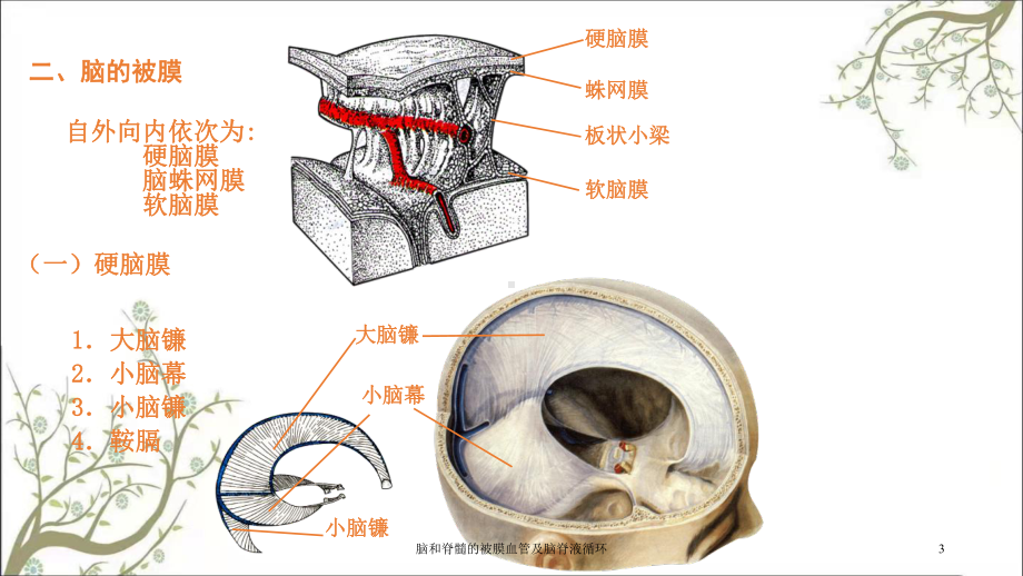 脑和脊髓的被膜血管及脑脊液循环课件.ppt_第3页