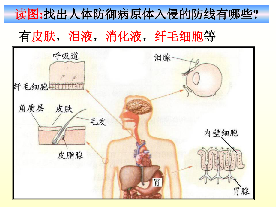 身体的防卫-非特异性免疫和特异性免疫课件.ppt_第3页