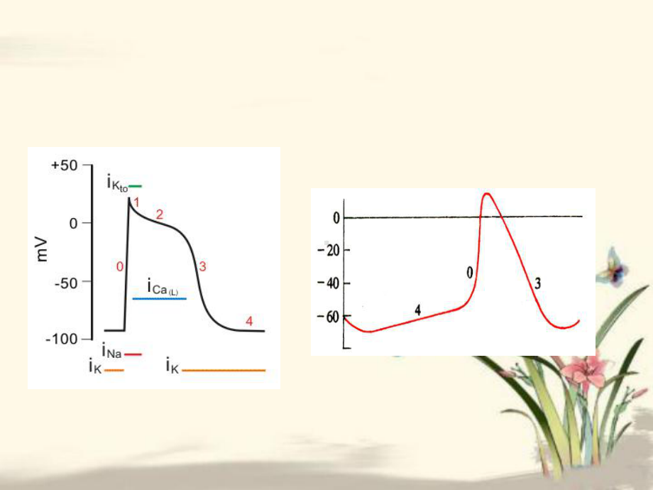 生理循环系统心脏射血和充盈课件.ppt_第3页