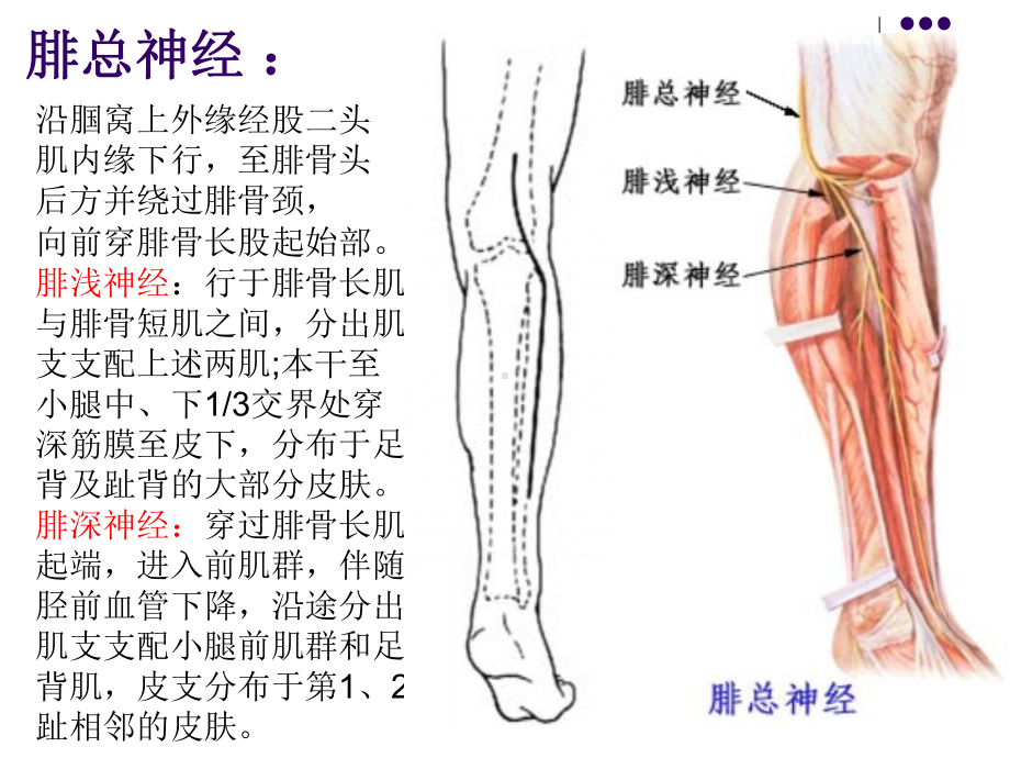 腓总神经受损和护理演示文稿课件.ppt_第2页