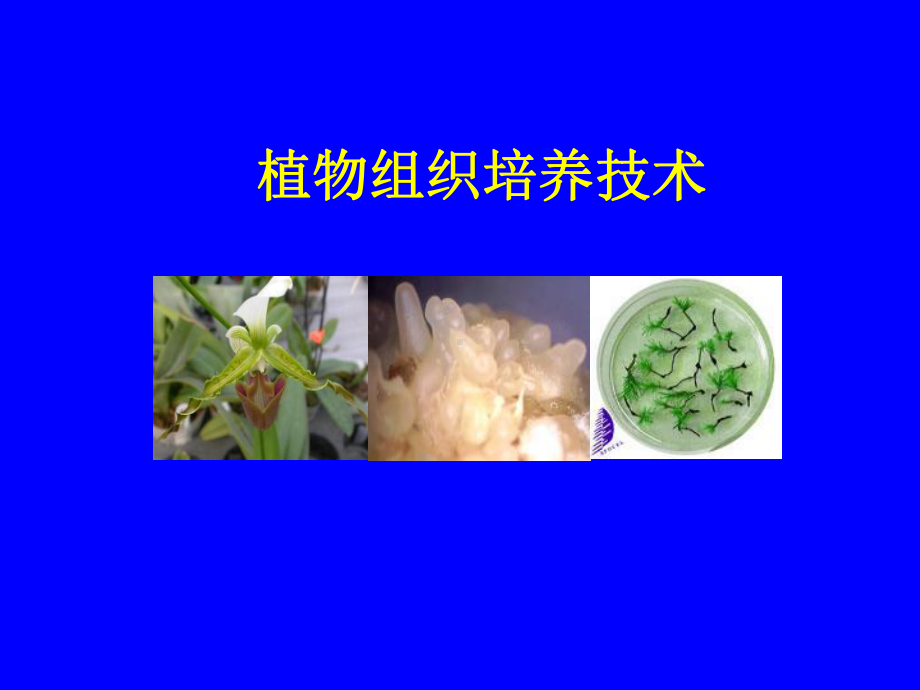 植物组织培养教程课件.ppt_第1页