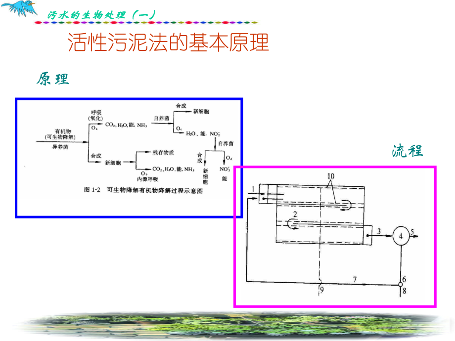 污水的生物处理(一)课件.ppt_第3页