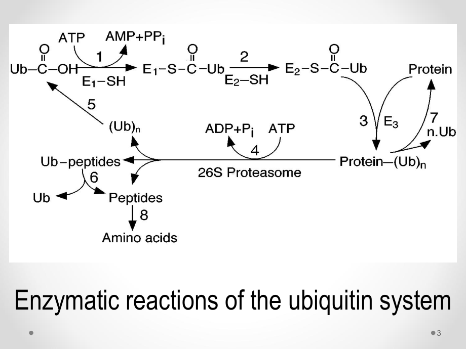 泛素-蛋白酶体系统精选课件.ppt_第3页