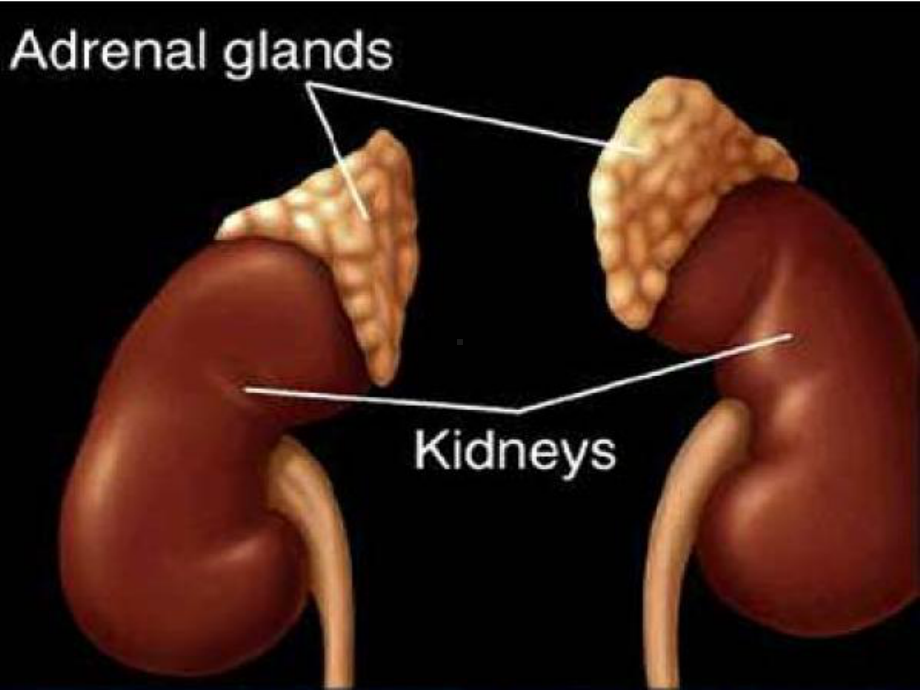 肾上腺皮质功能减退讲课课件.ppt_第3页