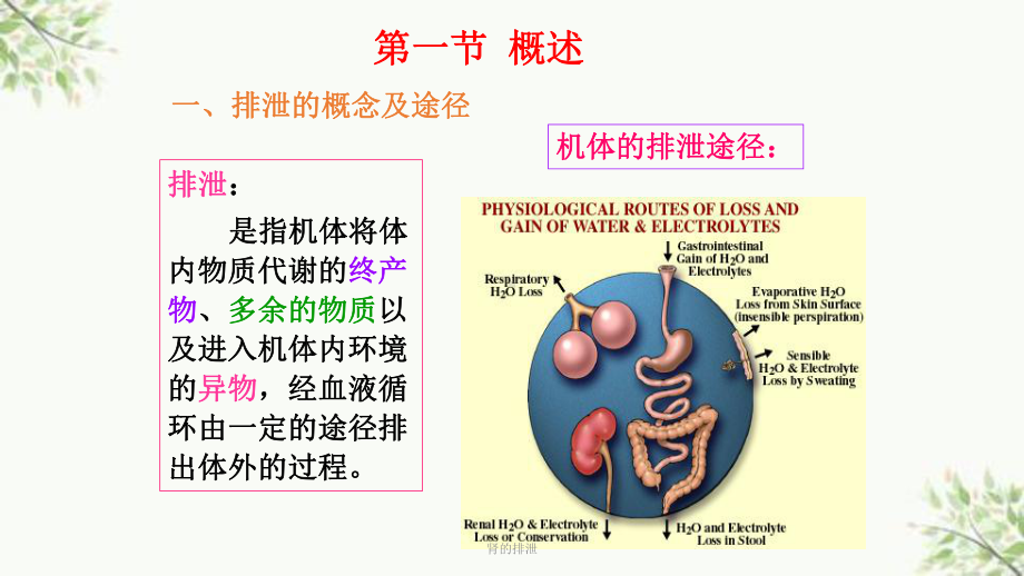 肾的排泄课件.ppt_第2页