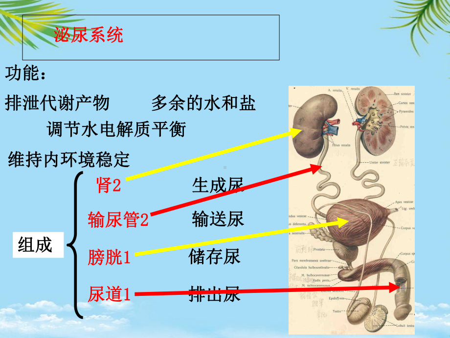 解剖学泌尿系统最全课件.ppt_第3页