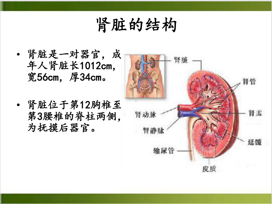 肾内科护理常规示范课件.ppt_第3页