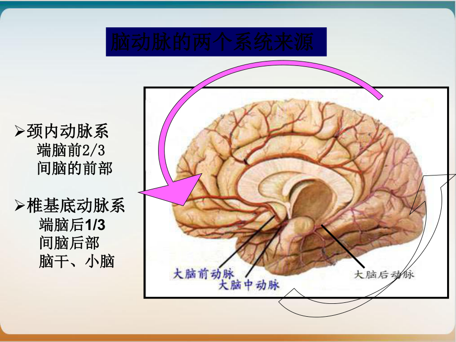 脑动脉解剖图参考课件.ppt_第3页