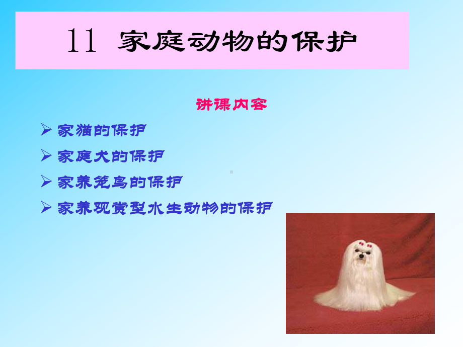 家庭动物的保护课件.ppt_第1页