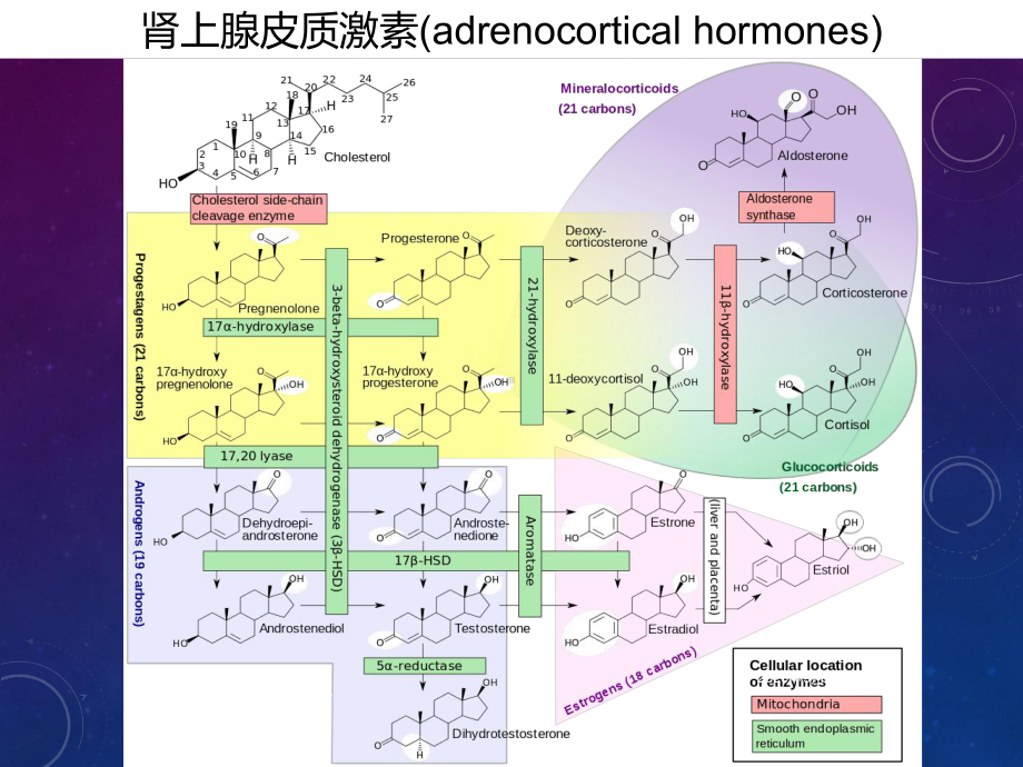 肾上腺皮质激素类药物课件.pptx_第3页