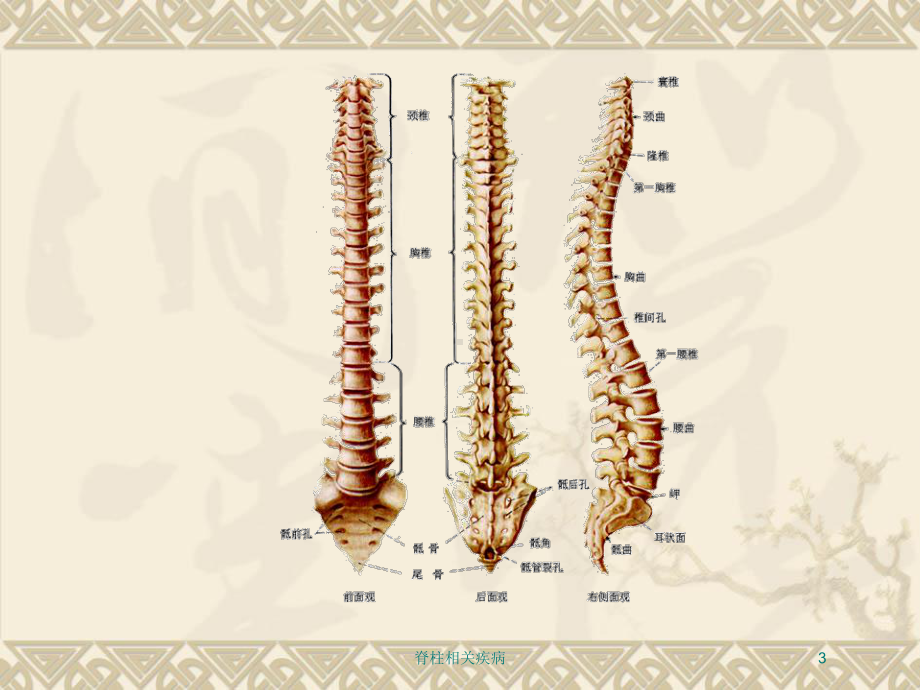 脊柱相关疾病培训课件.ppt_第3页