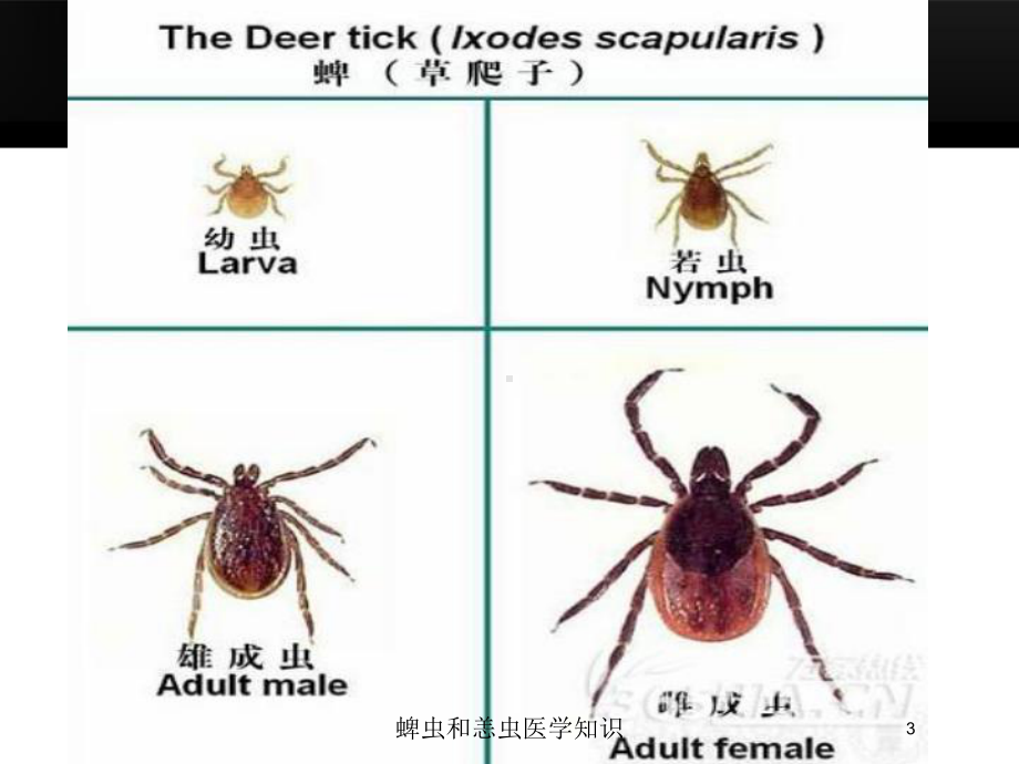 蜱虫和恙虫医学知识培训课件.ppt_第3页