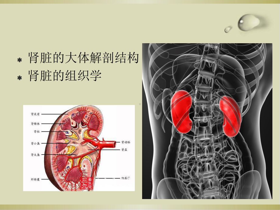 肾脏的解剖学和组织学培训教材30课件.ppt_第2页