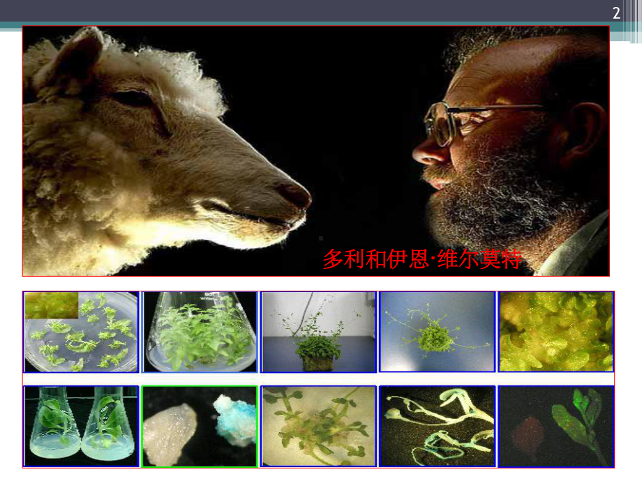 植物细胞工程(公开课课件)-.ppt_第2页