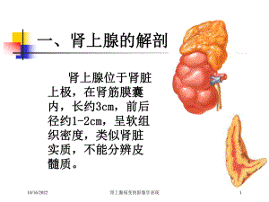 肾上腺病变的影像学表现培训课件.ppt