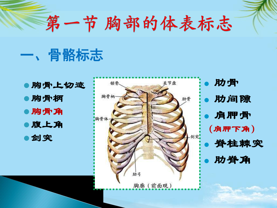 诊断学教学胸部查体全面课件.pptx_第3页