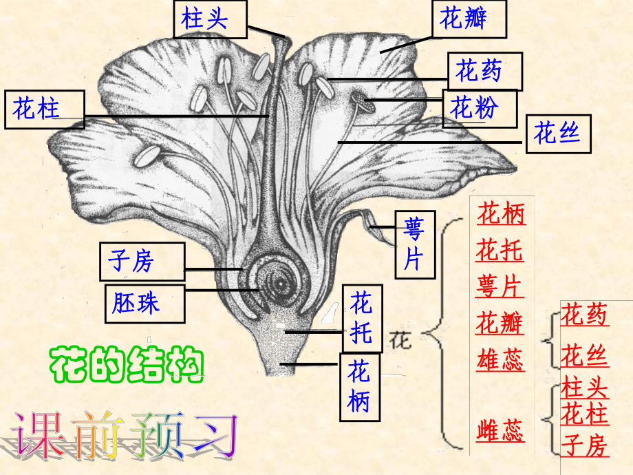 新人教版中考生物专题复习：被子植物的一生课件.ppt_第3页