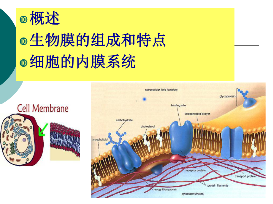 生物膜和细胞间信息传递一课件.ppt_第2页