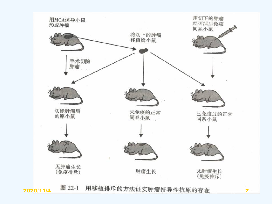 肿瘤免疫医学免疫学课件.ppt_第2页