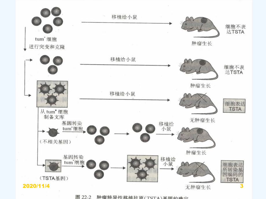 肿瘤免疫医学免疫学课件.ppt_第3页