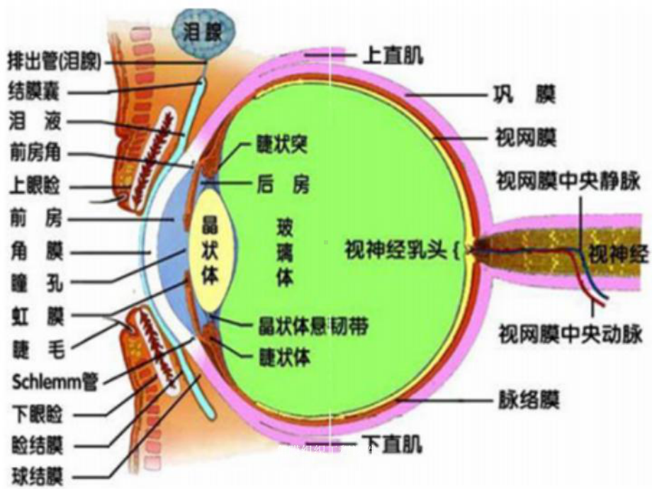 角膜组织工程课件.ppt_第2页