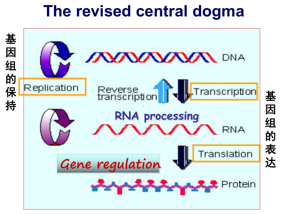 第五章-转录机制(Mechanisms-of-Transcription)课件.ppt_第3页