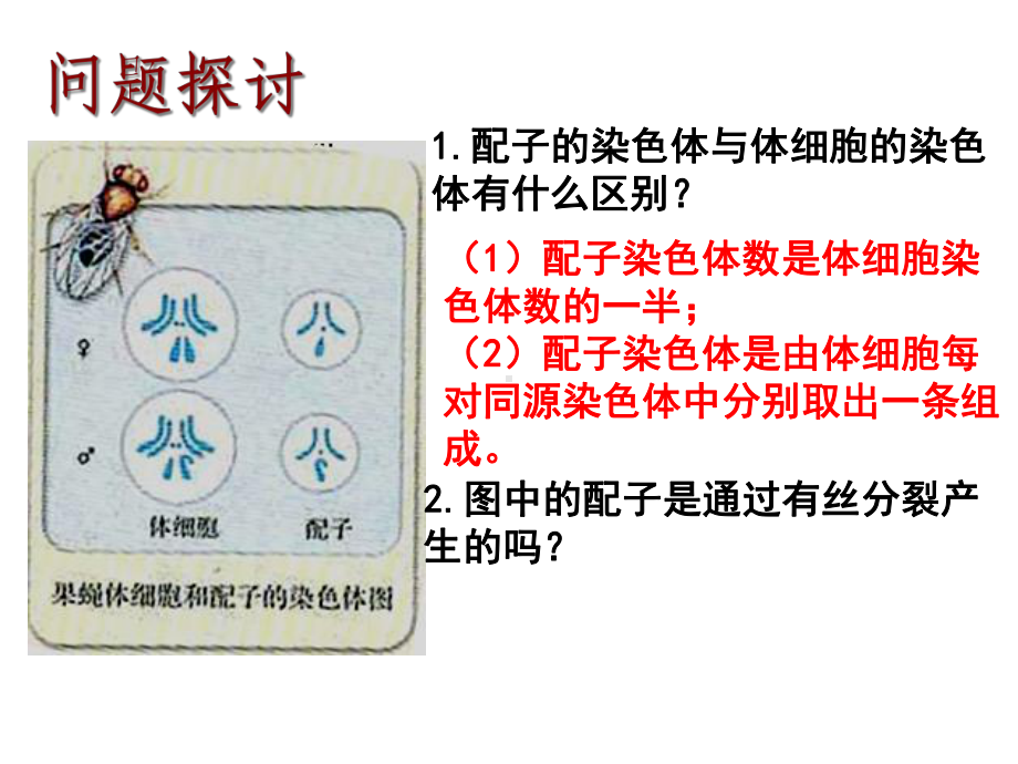 第二章第一节减数分裂与受精作用课件.ppt_第3页