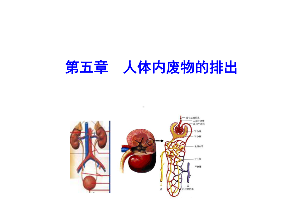 人教版人体内废物的排出-课件完美版1.ppt_第1页