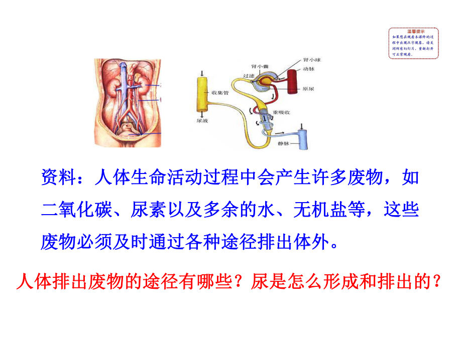 人教版人体内废物的排出-课件完美版1.ppt_第2页