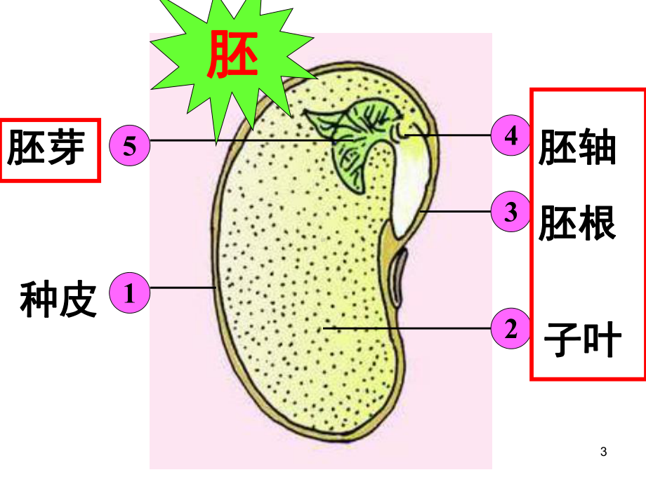 第一节-《种子的萌发》教学课件.ppt_第3页