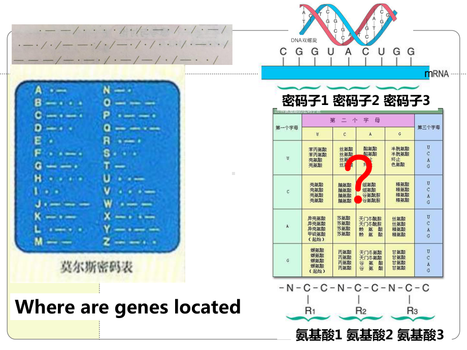 第3节-遗传密码的破译(选学)课件.ppt_第3页