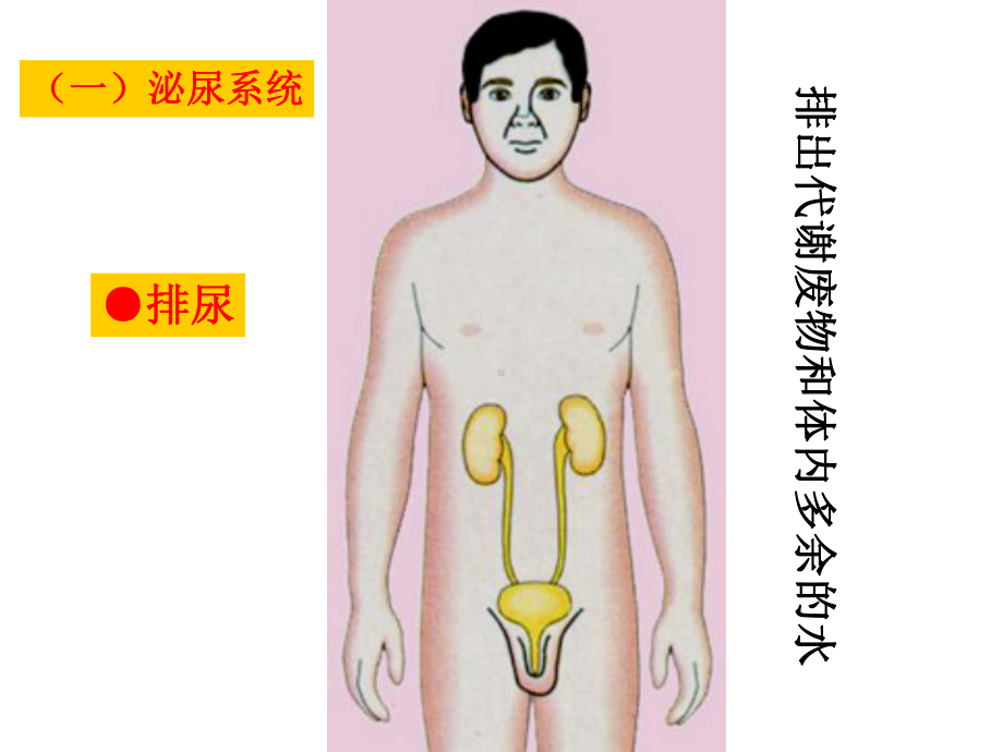 第一章07-学前儿童各系统特点与保健-泌尿课件.ppt_第2页