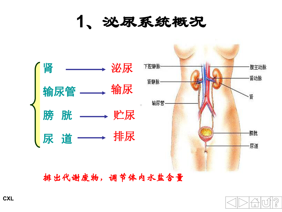 第一章07-学前儿童各系统特点与保健-泌尿课件.ppt_第3页